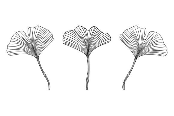 Download Ginkgo Biloba Leaves Black Line Set - Premium Resources